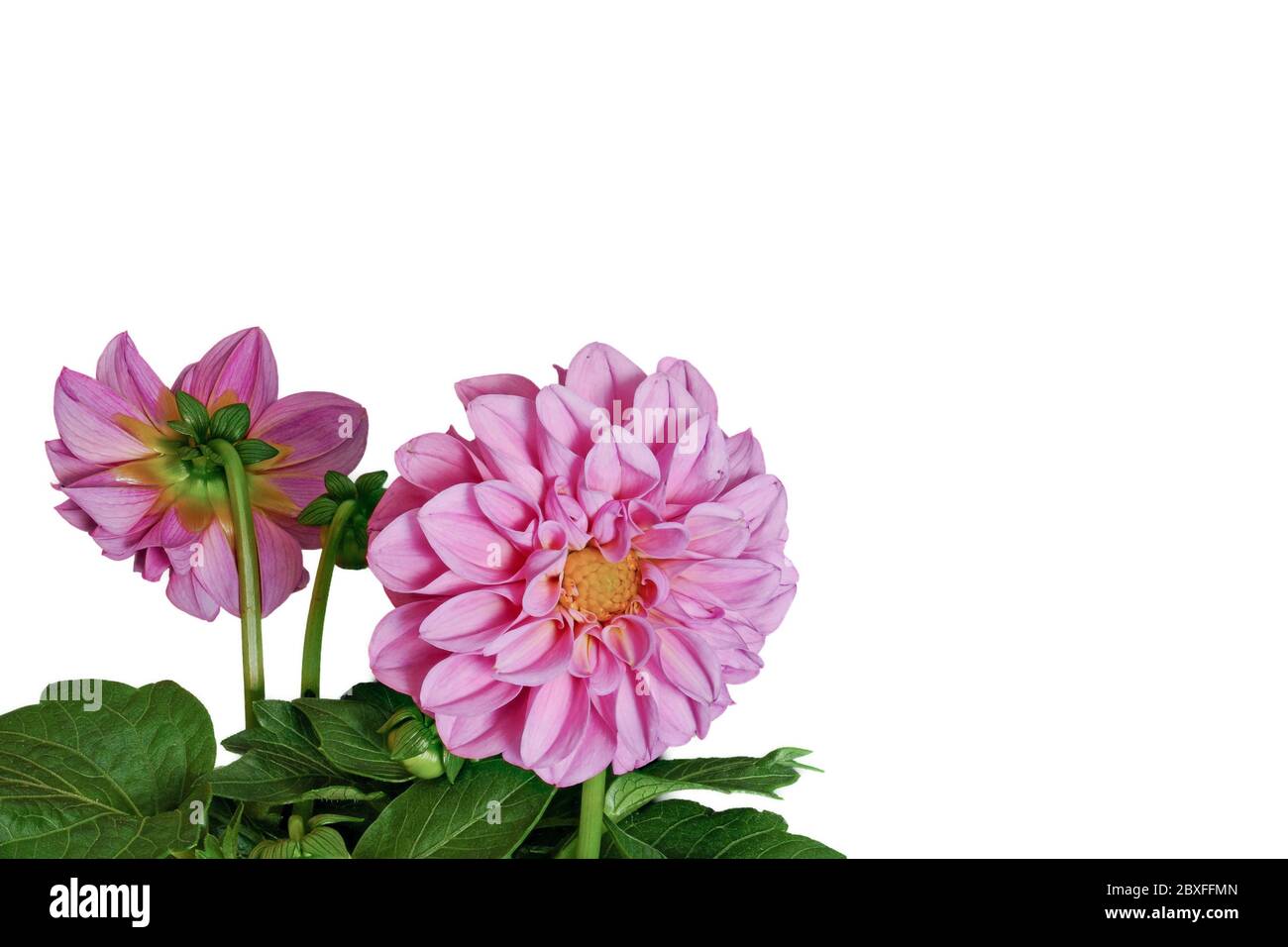 Dahlia from the front and back on a white background small Stock Photo