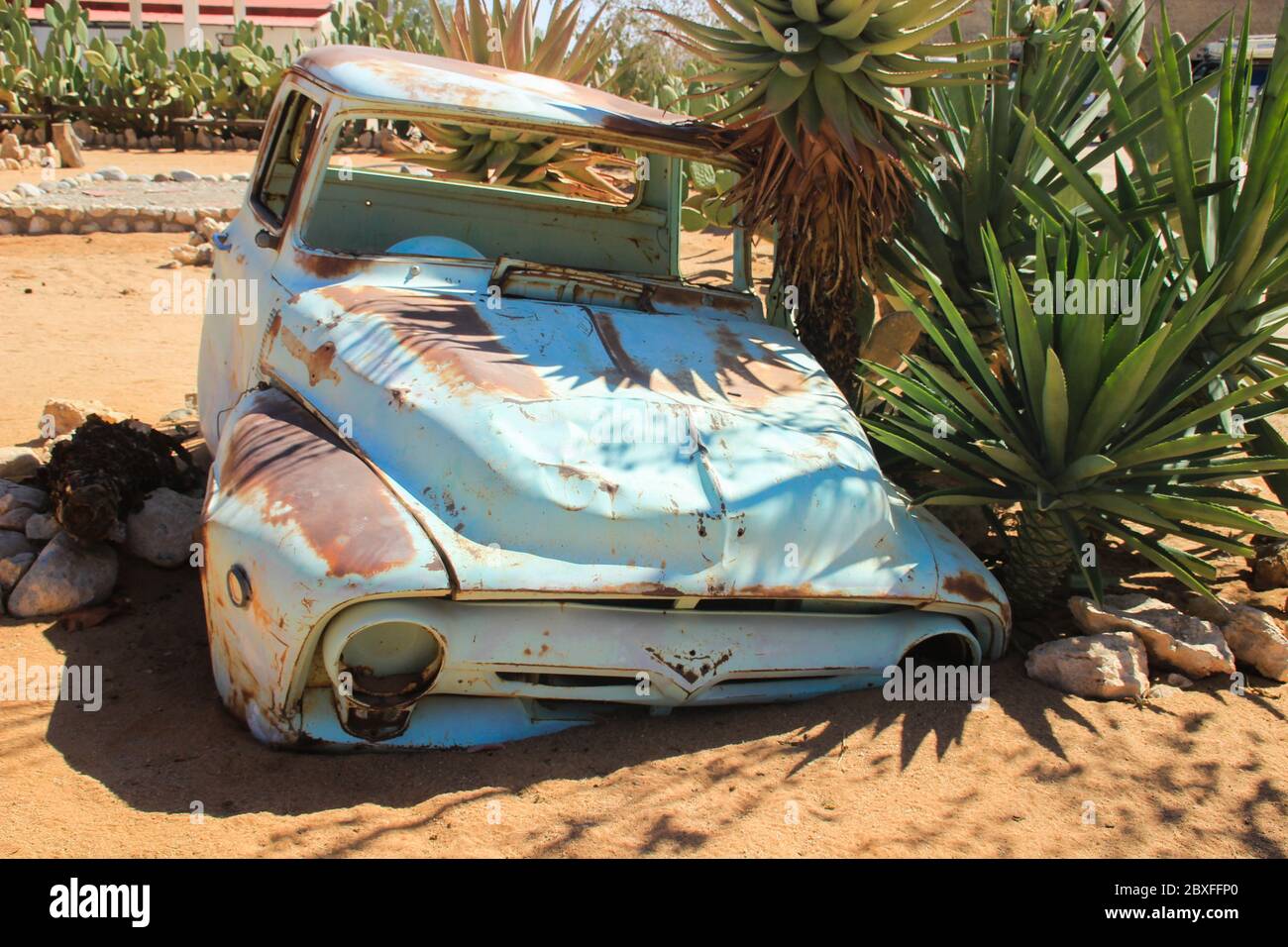Abandoned old rusty cars in the desert of Namibia surrounded by cactus ...