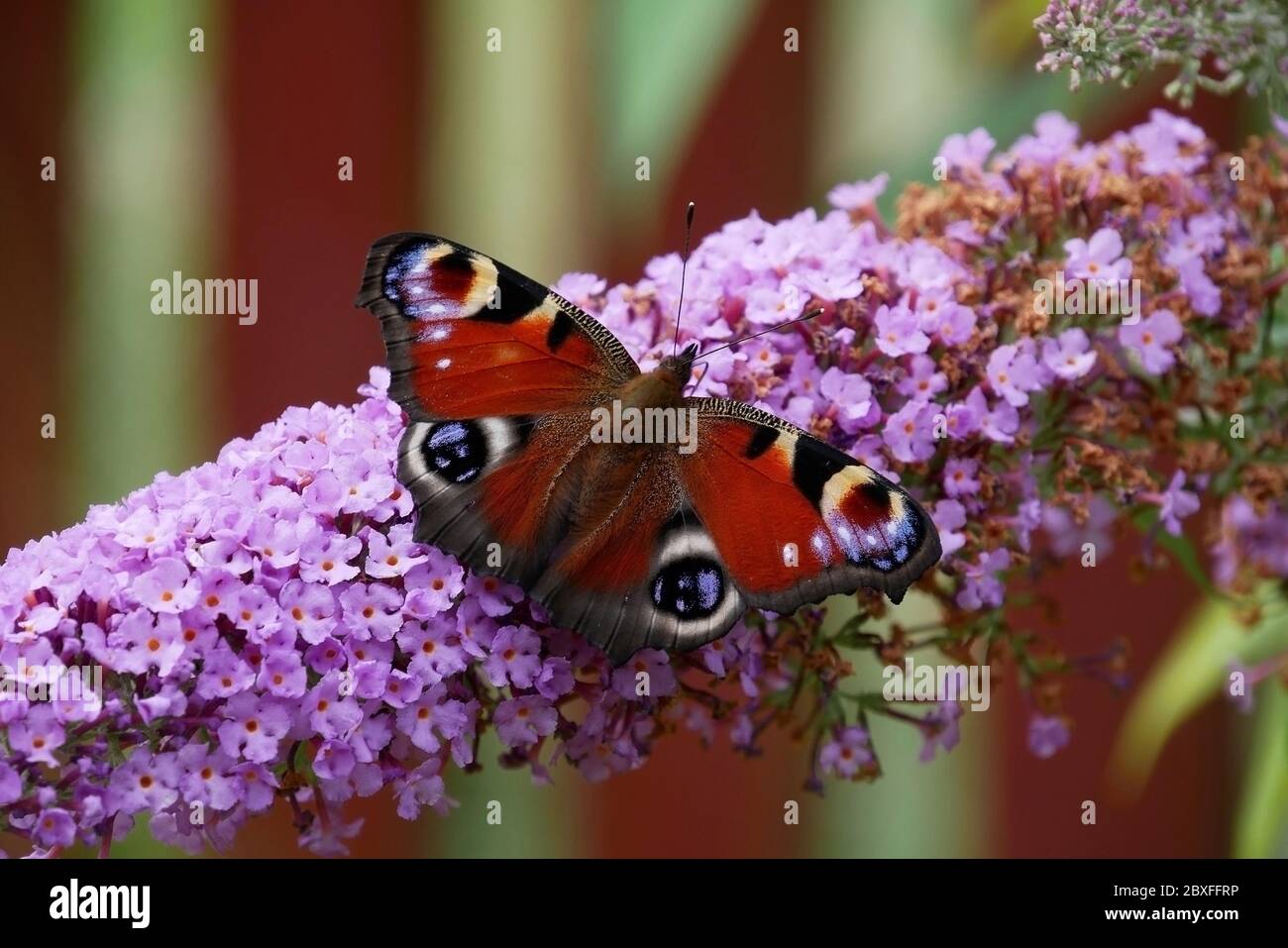 Peacock butterfly - Inachis io - butterfly - on a purple flower Stock Photo
