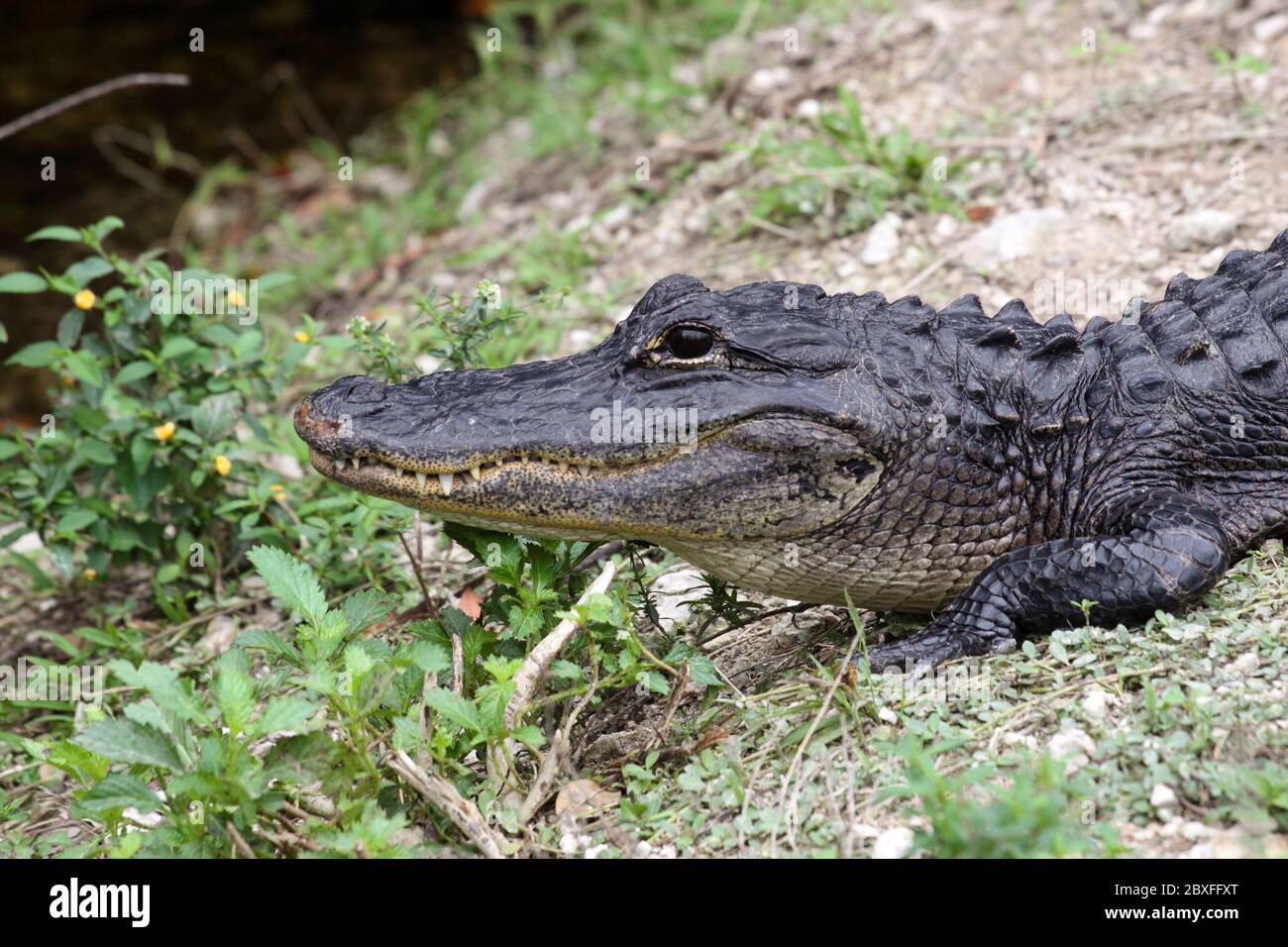 Alligator December 12th, 2012 Big Cypress National Reserve, Florida Canon 50D, 400 5.6L Stock Photo