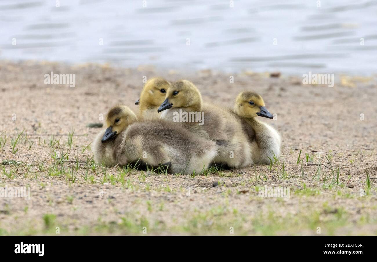 Canada Goose May 21st, 2020 Outdoor Campus, Sioux Falls, South Dakota Stock Photo