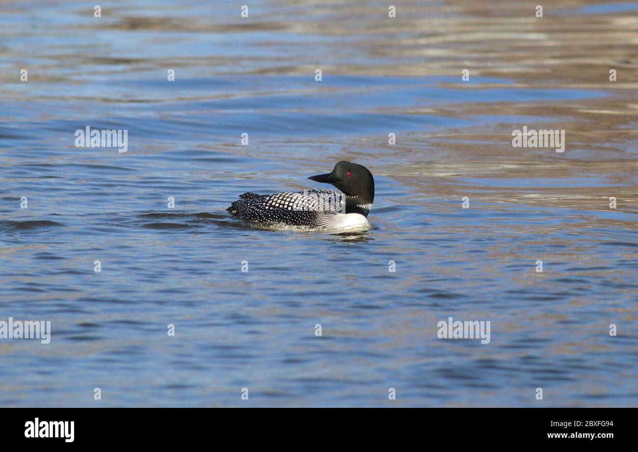 Common Loon April 28th, 2018 Wall Lake, South Dakota Stock Photo Alamy