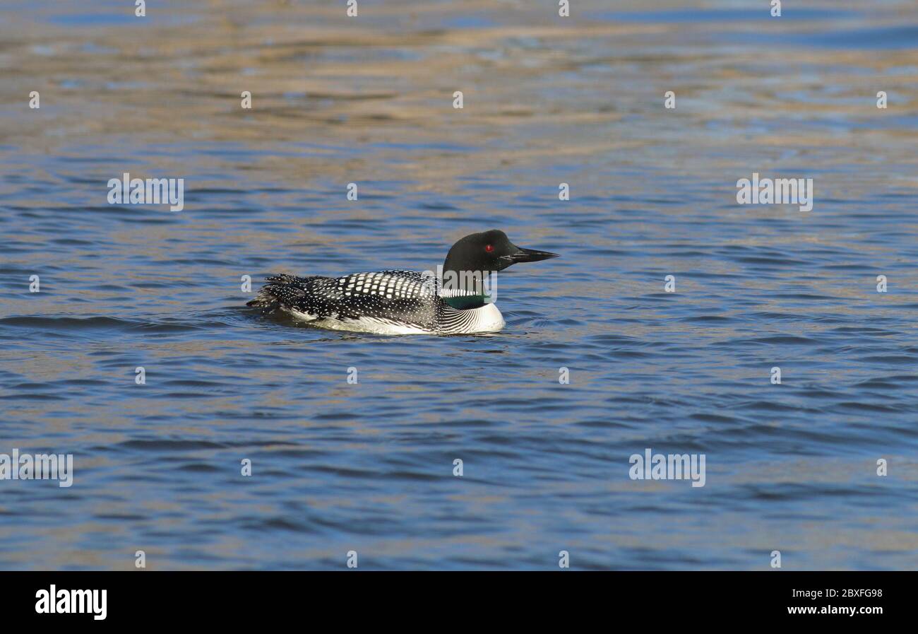 Common Loon April 28th, 2018 Wall Lake, South Dakota Stock Photo Alamy