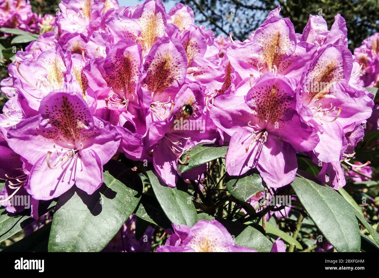 Flowering shrubs, Purple Rhododendron Stock Photo