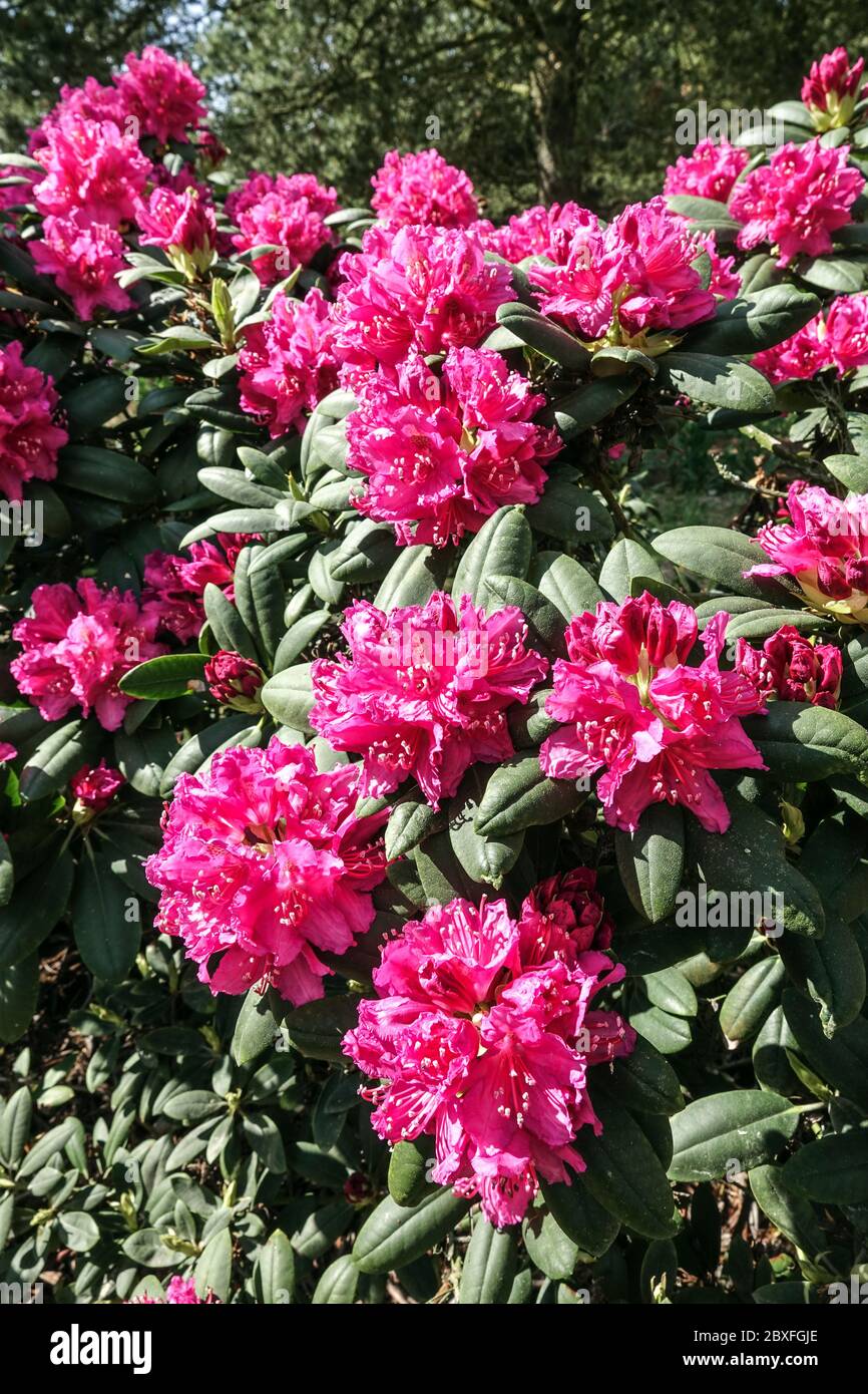Flowering shrubs, Red Rhododendron Stock Photo