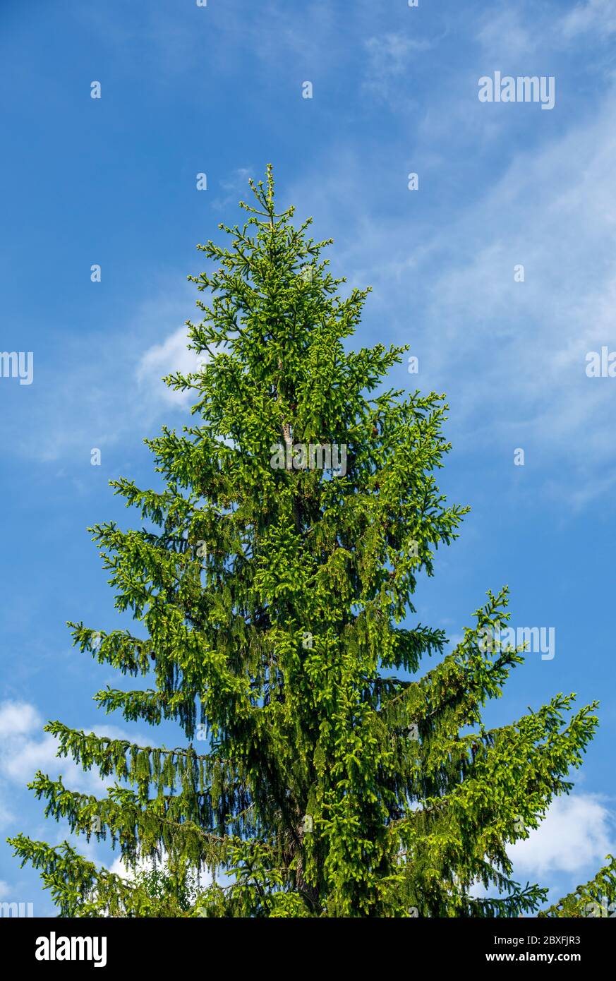 Spruce tree ( picea abies ) treetop against blue sky at Summer , Finland Stock Photo
