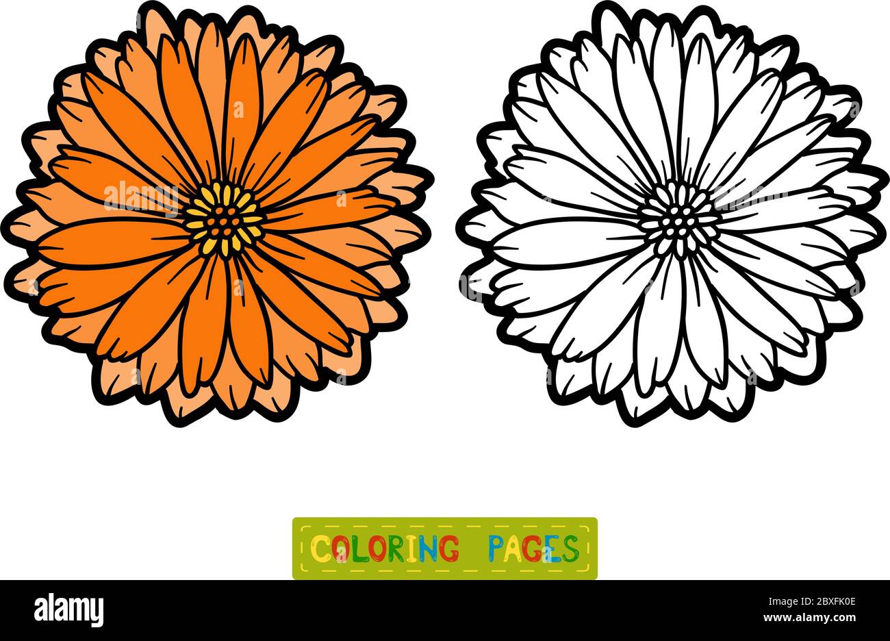 Coloring book for children, flower Calendula Stock Vector Image & Art ...