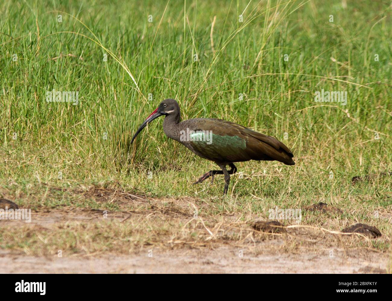 Probing beak hires stock photography and images Alamy