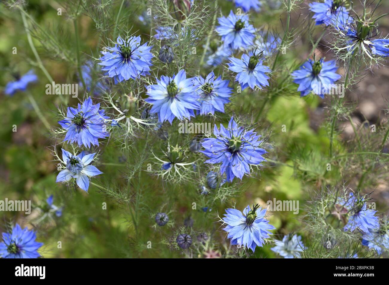 Cornflowers (Centaurea Cyanus Stock Photo Alamy