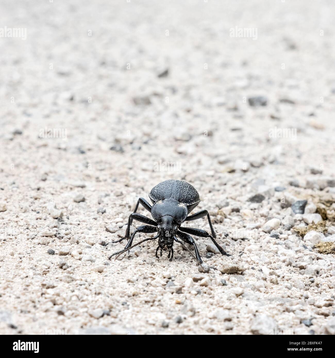 Detail photo of Black coloured ground beetle - Carabus variolosus. Beauty in nature. Stock Photo