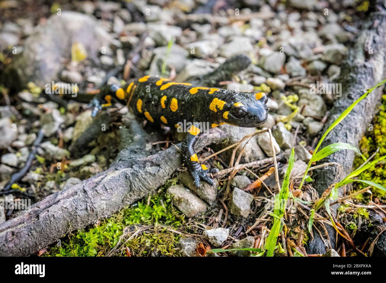 Salamandra Salamandra Rain High Resolution Stock Photography And Images Alamy