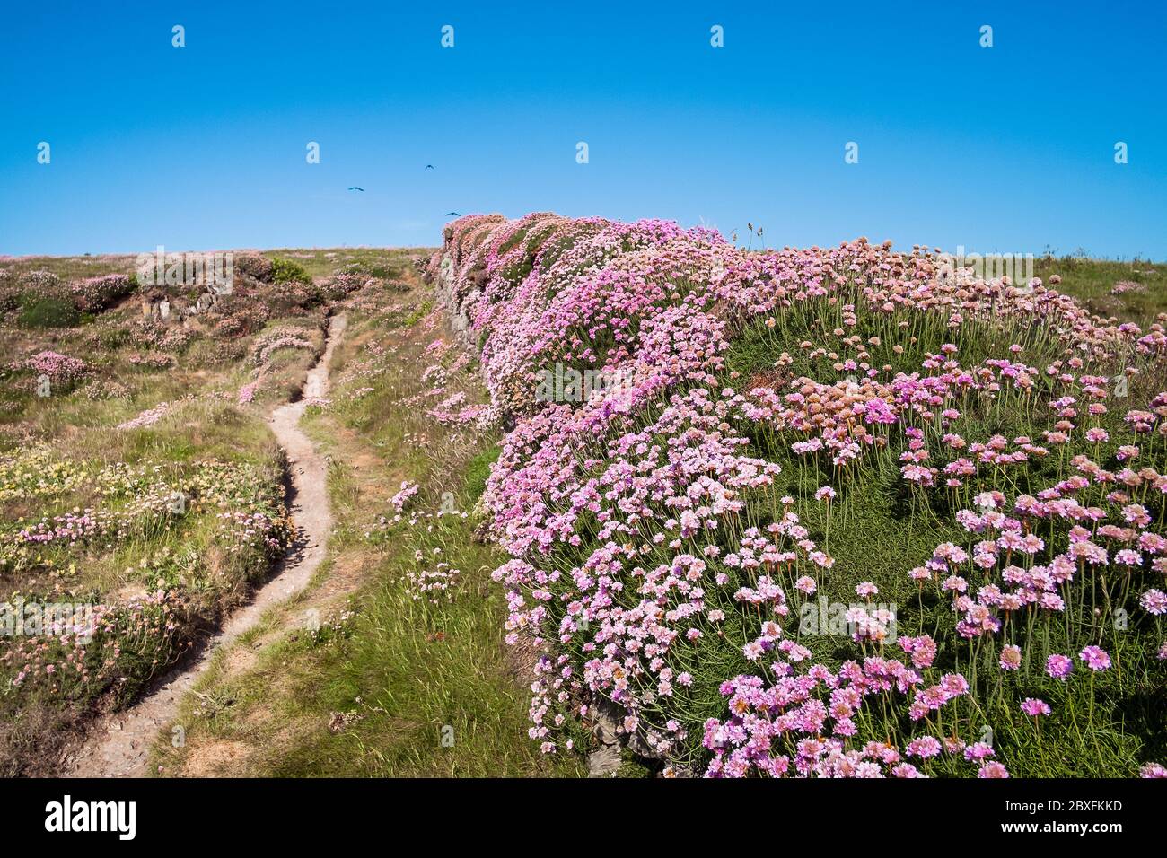 Armeria maritima Sea thrift Sea pink growing on an old traditional Cornish hedge in Newquay in Cornwall. Stock Photo
