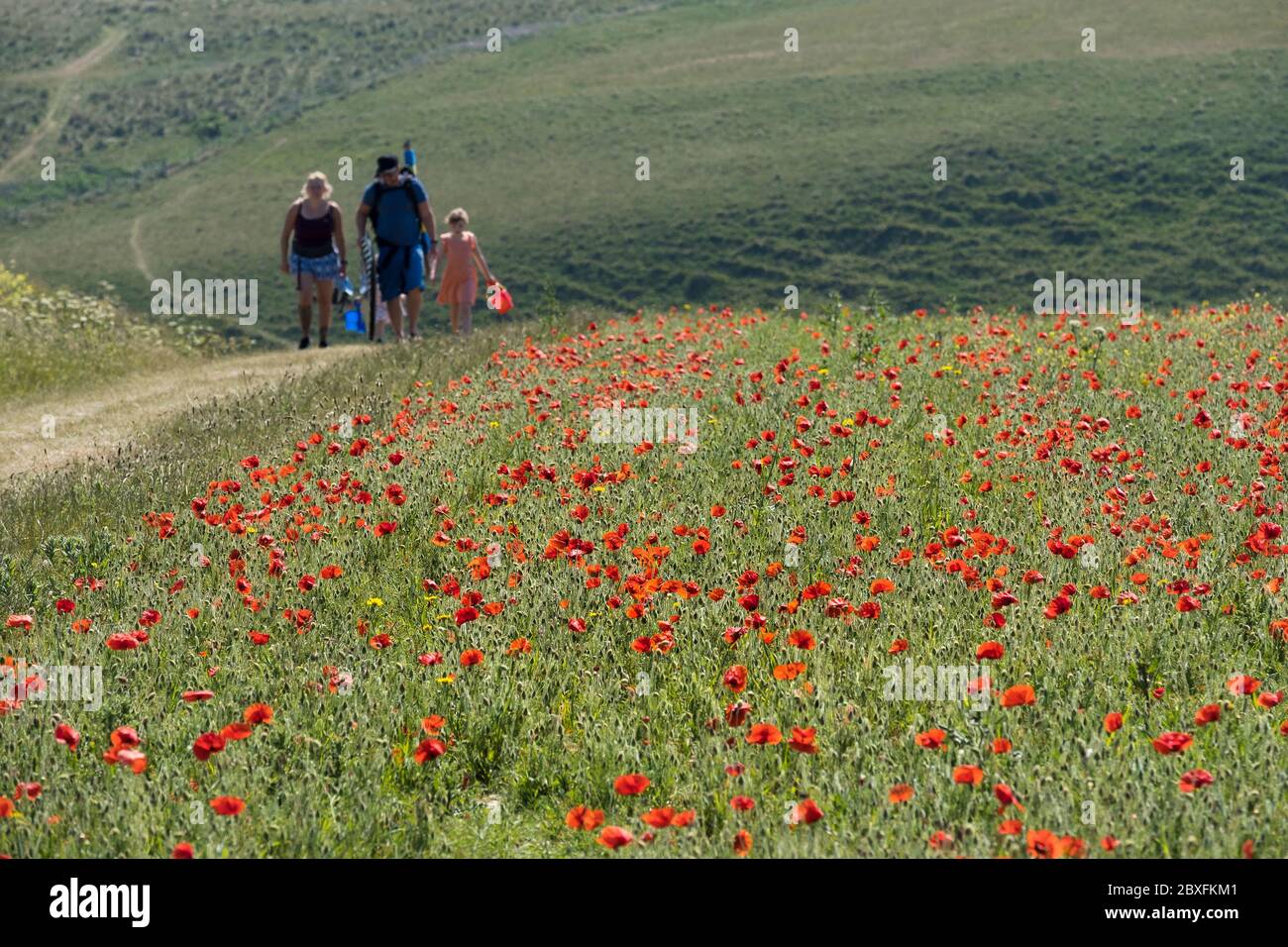 The spectacular sight of Common Poppies Papaver rhoeas growing in a field overlooking Polly Porth Joke as part of the Arable Fields Project on Pentire Stock Photo