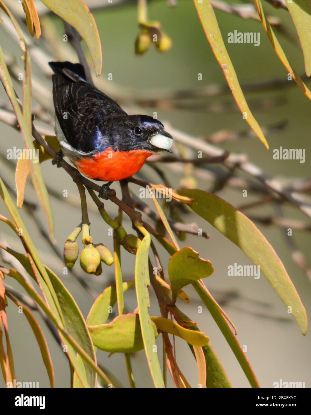 Mistletoebird swallowing a berry from Drooping Mistletoe. Stock Photo