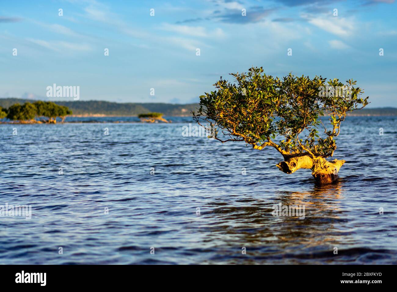 Single Grey mangrove (Avicennia marina) surrounded by water. Stock Photo