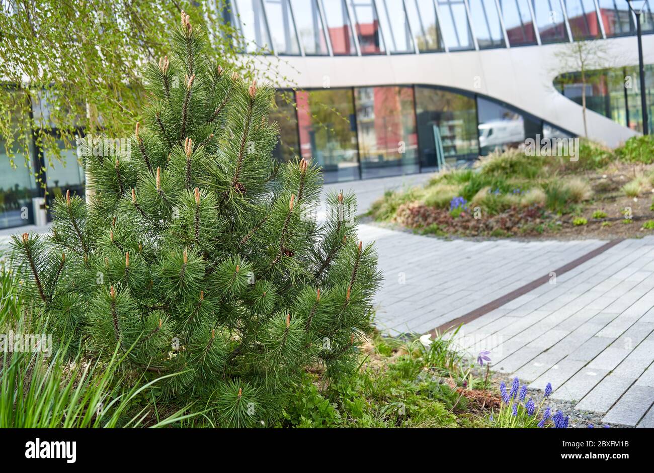 Pine tree in the square near the modern office building Stock Photo
