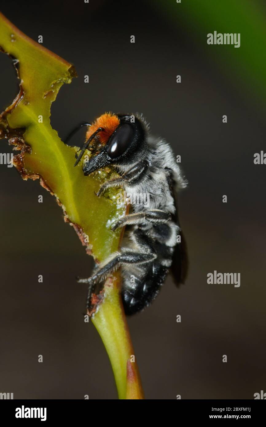 Leaf Cutter Bee at work. Stock Photo