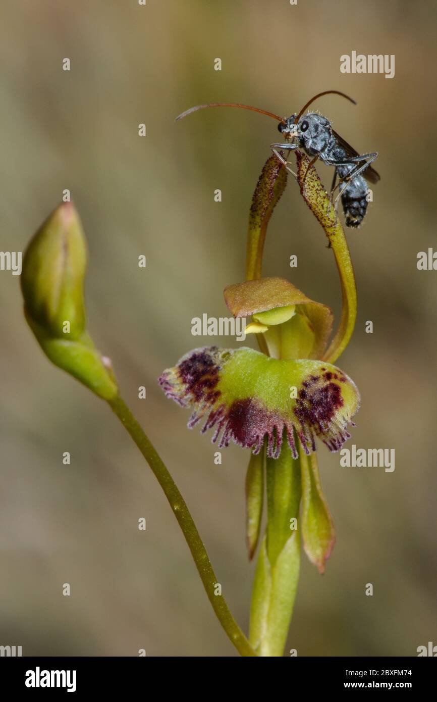 Pygmy Bullant on Fringed Hare Orchid flower. Stock Photo