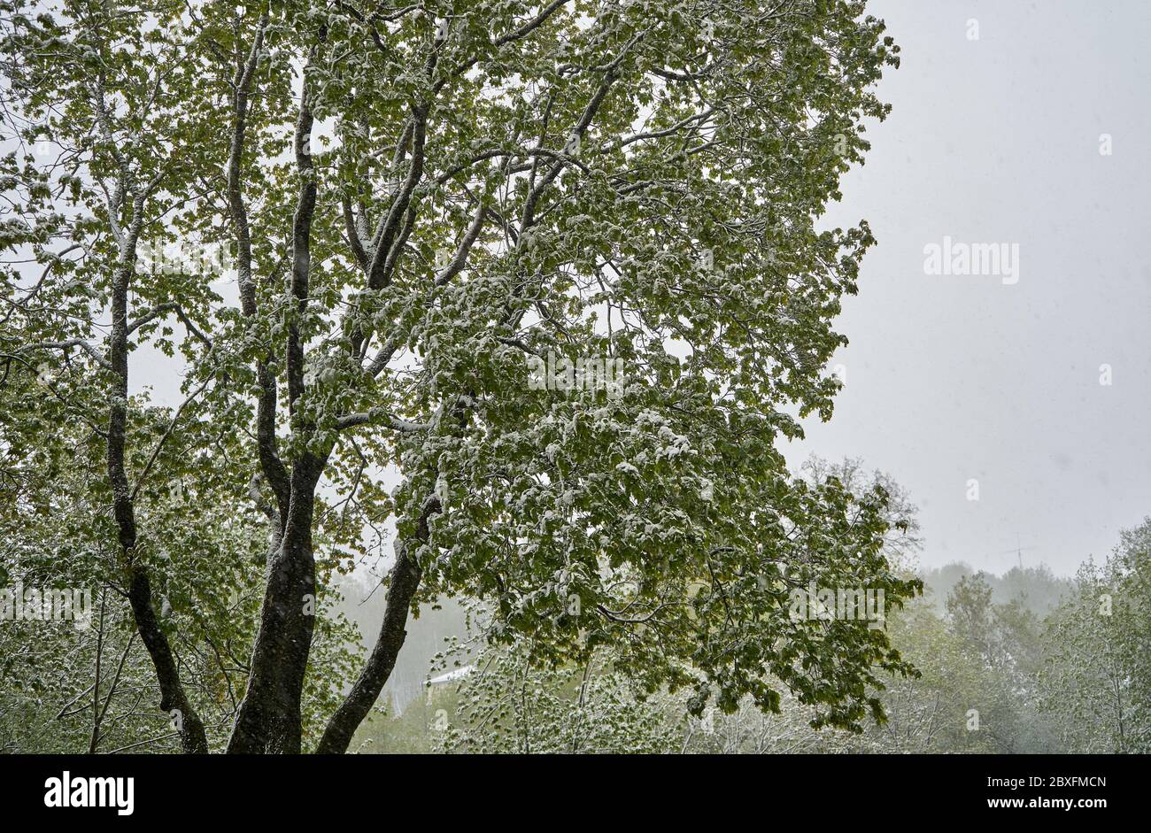 Spring summer autumn winter trees hi-res stock photography and images ...