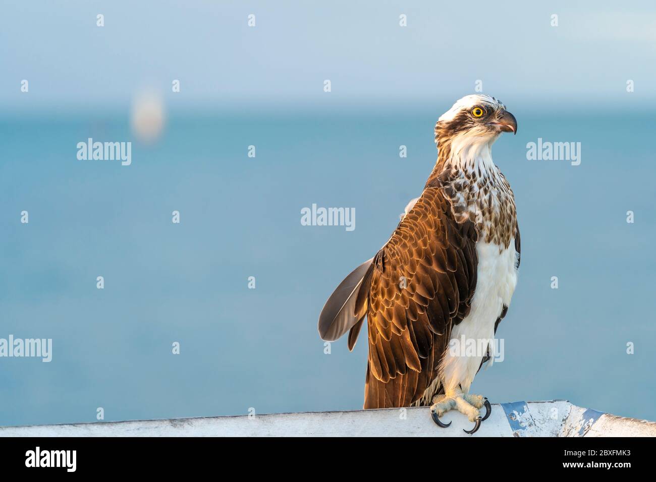 Osprey (pandion haliaetus) sitting on handrail with ocean in background Stock Photo