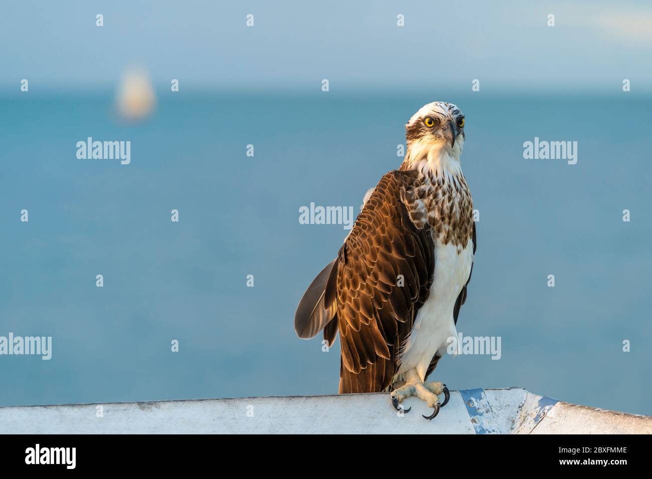 Osprey (pandion haliaetus) sitting on handrail with ocean in background Stock Photo