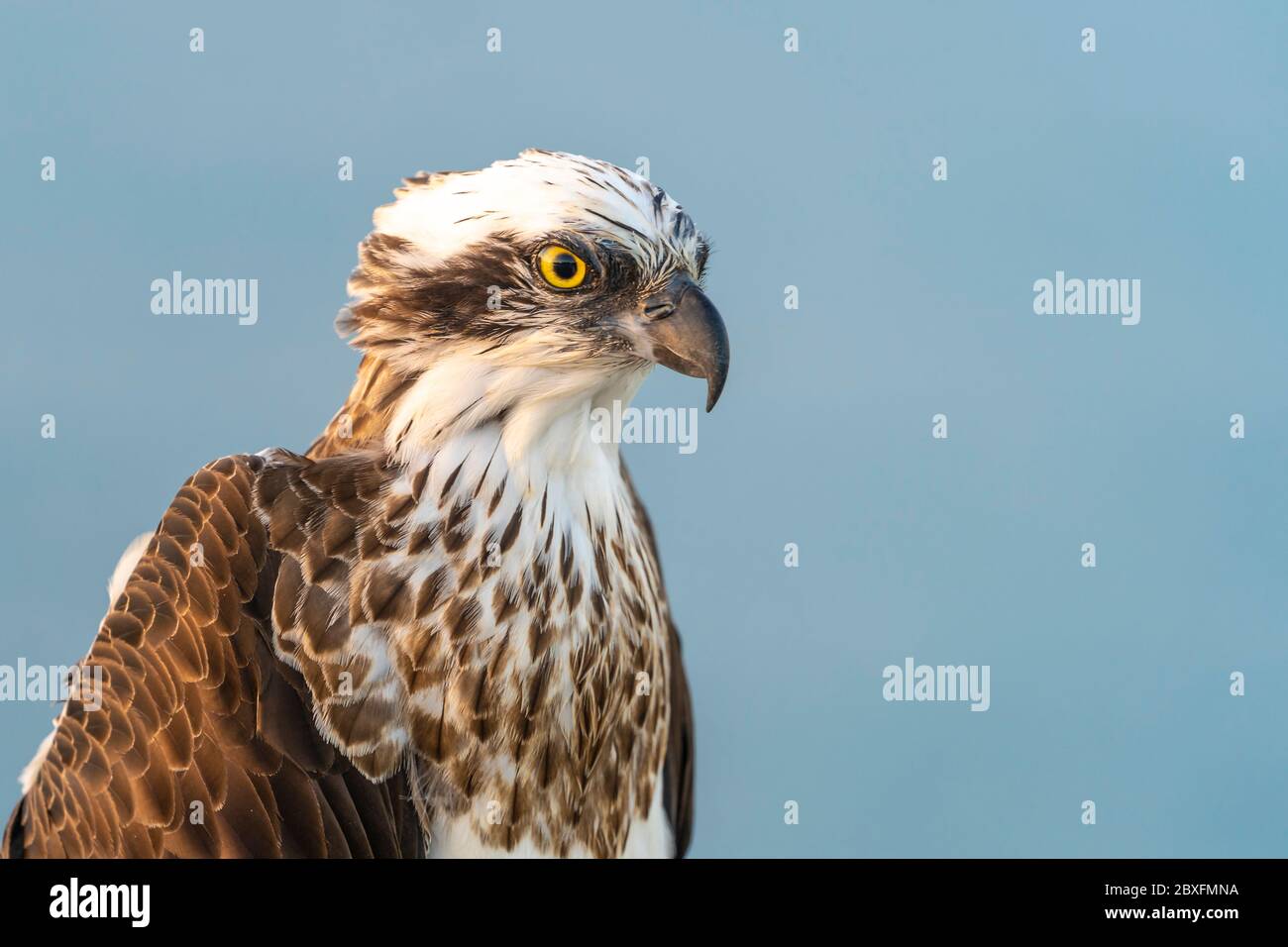 Osprey (pandion haliaetus) sitting on handrail with ocean in background Stock Photo