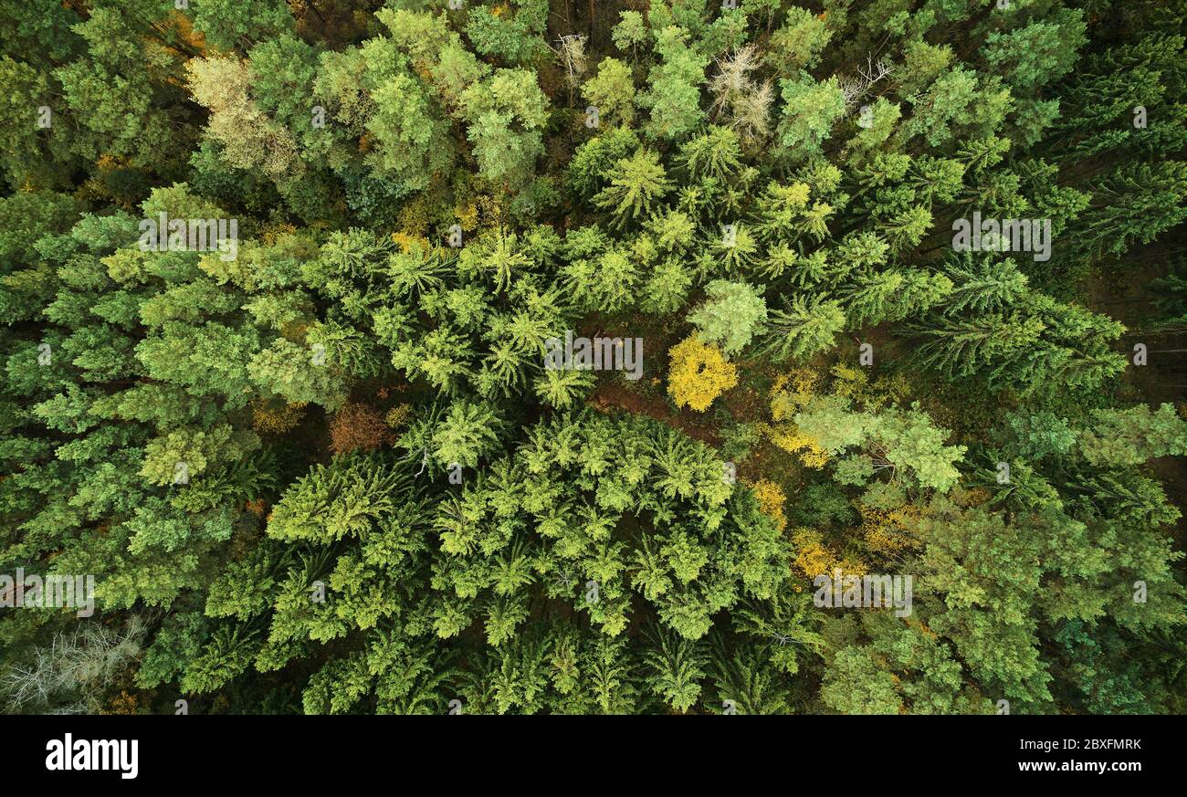 Autumn yellow forest above top drone view. Colorful forest background Stock Photo