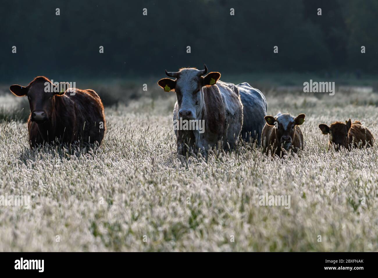 Cows with calves in a field of long grass Stock Photo - Alamy