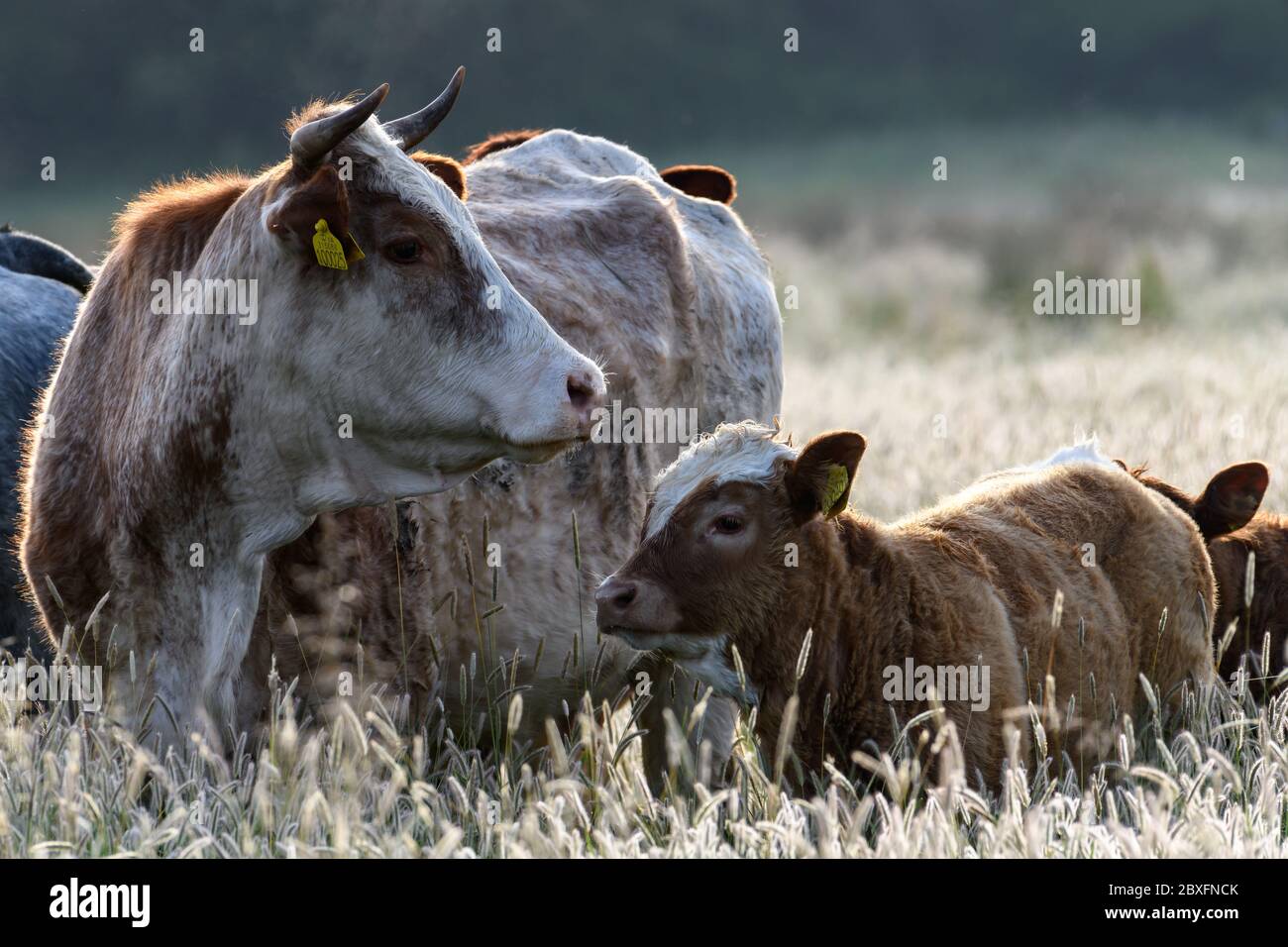 Cows with calves in a field of long grass Stock Photo - Alamy