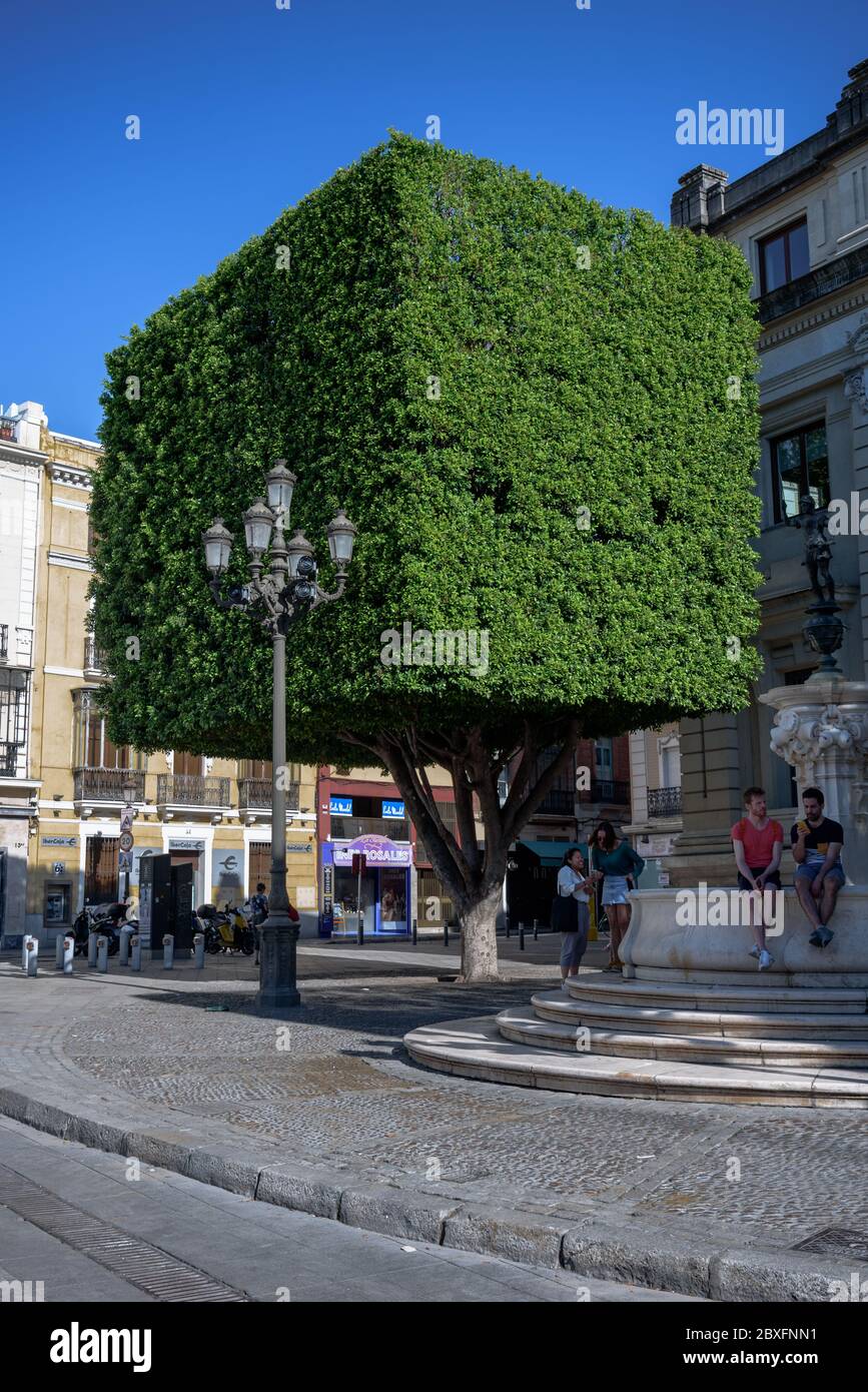 view of  a cubic tree in new square (plaza nueva) in seville , spain. Stock Photo