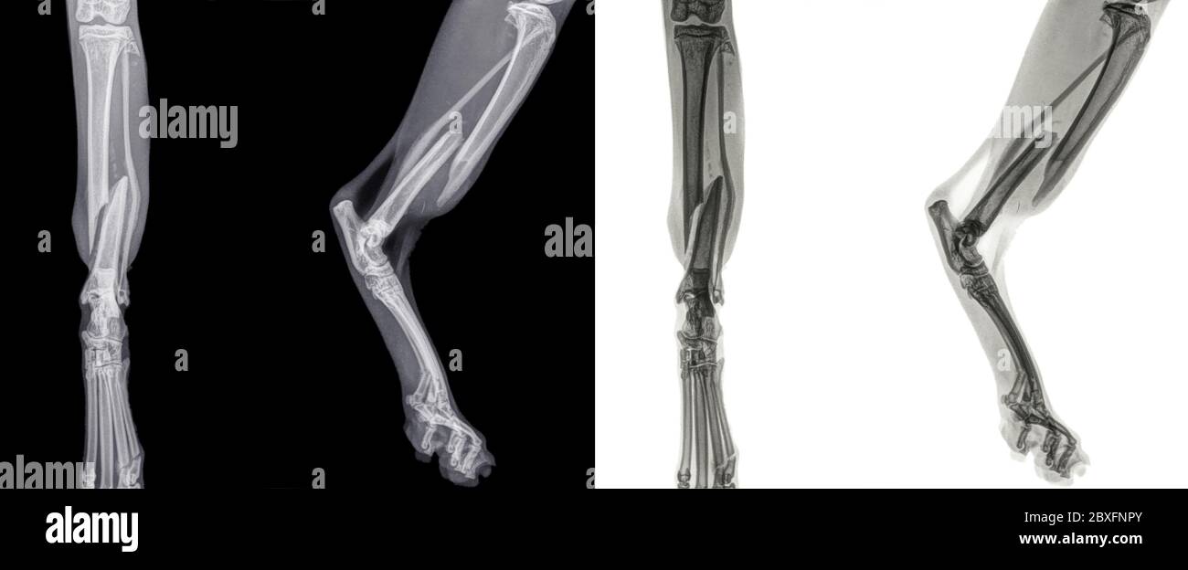 cat paw tibia