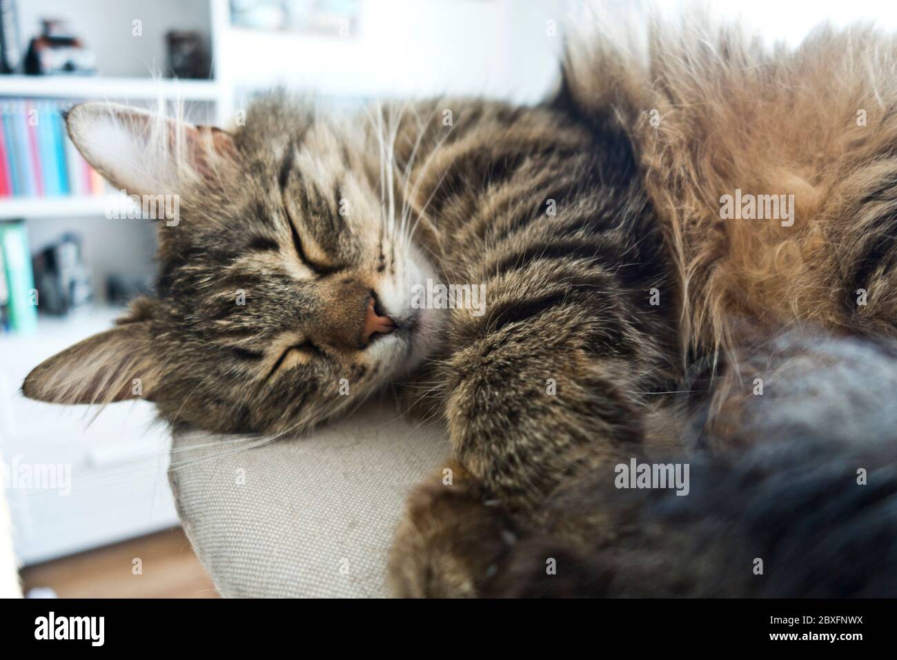 sleeping cat Stock Photo