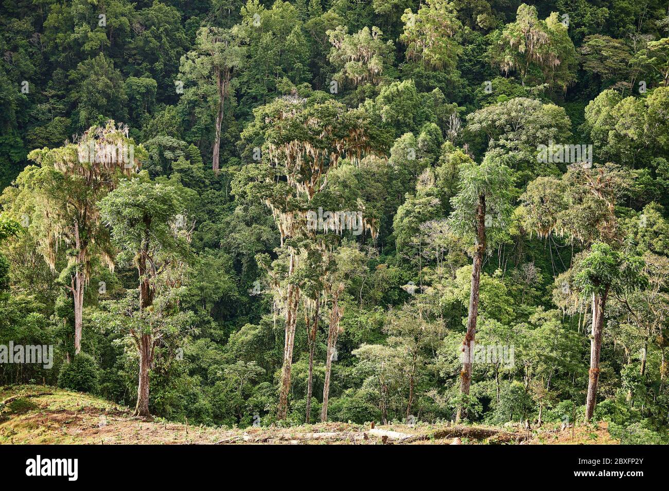 New arabic coffee plants grow on green jungle background Stock Photo