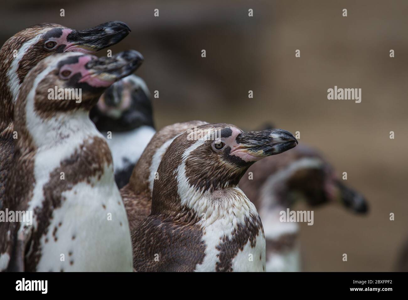 Group of penguins watching alertly Stock Photo