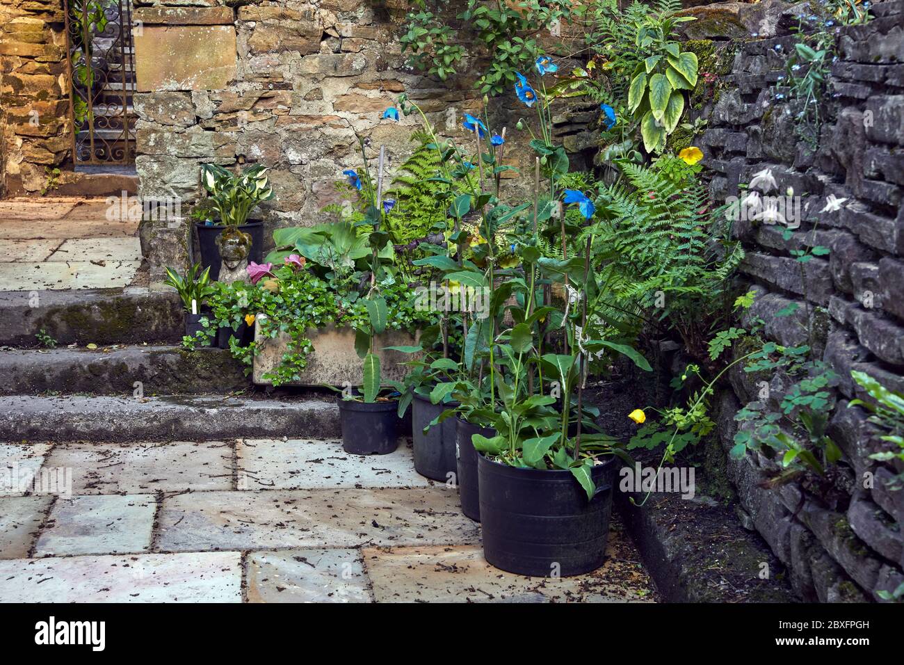 Display of flowers in newly paved courtyard in traditional, Dales cottage in Nidderdale. 05/06/20 Stock Photo