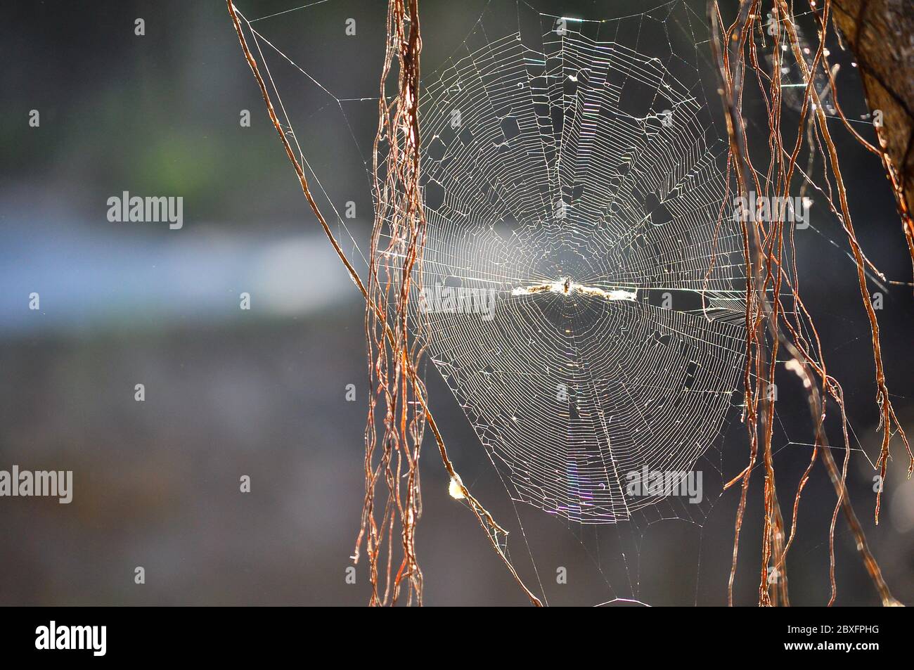 Insects can get trapped in spider webs, providing nutrition to the spider Stock Photo Alamy
