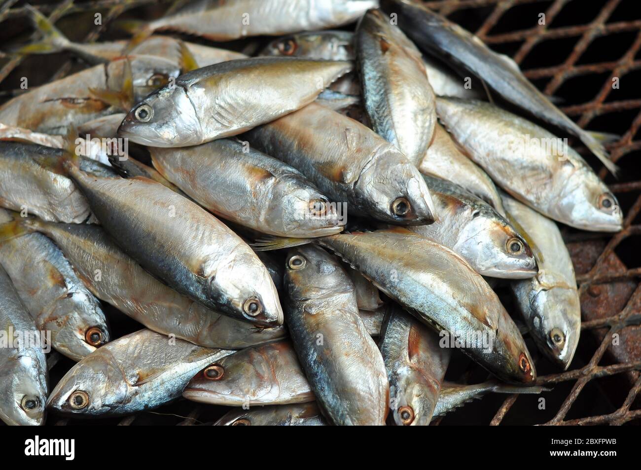 Mackerel fish used as food in Thailand is sold fresh Mackerel fish and