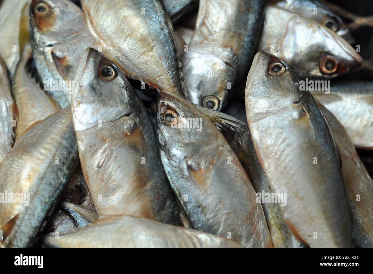 Mackerel fish used as food in Thailand is sold fresh Mackerel fish and