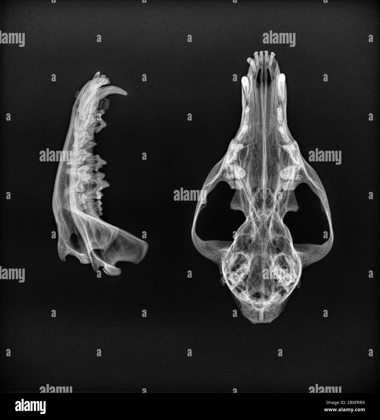 X-ray of the mandible and upper jaw of a dog. Dorsoventral and side view black and white Stock Photo