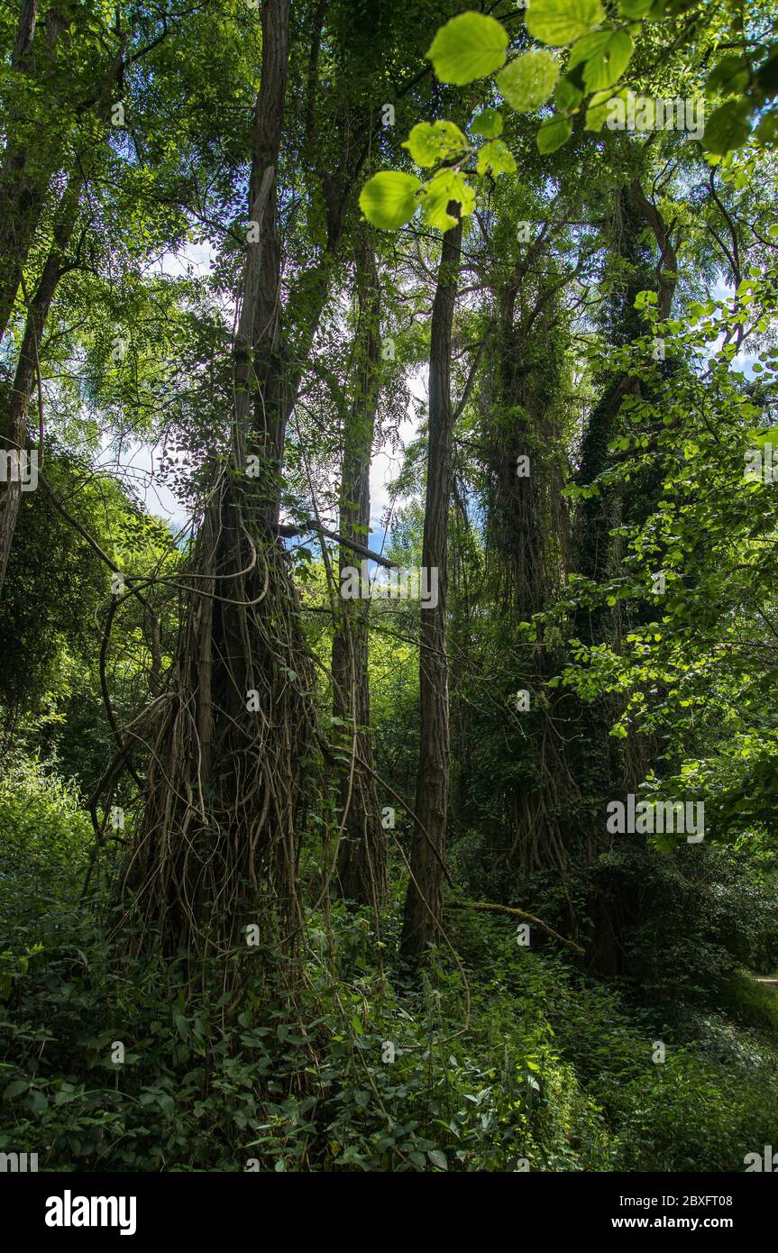 Jungle creepers trees hires stock photography and images Alamy