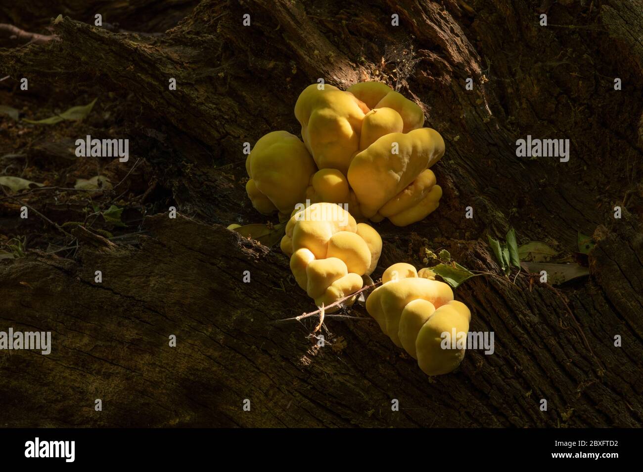 Yellow edible Chicken of the Woods fungus on fallen tree stump in Surrey woodland, England, United Kingdom, Europe Stock Photo