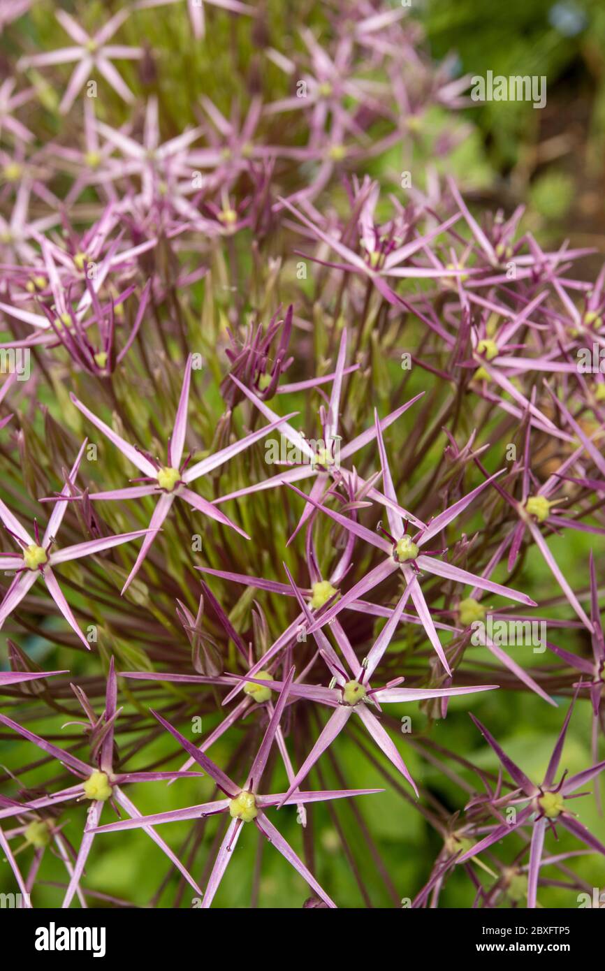 Allium cristophii, the Persian onion, star of Persia, flower head in a London urban garden, natural plant portrait Stock Photo