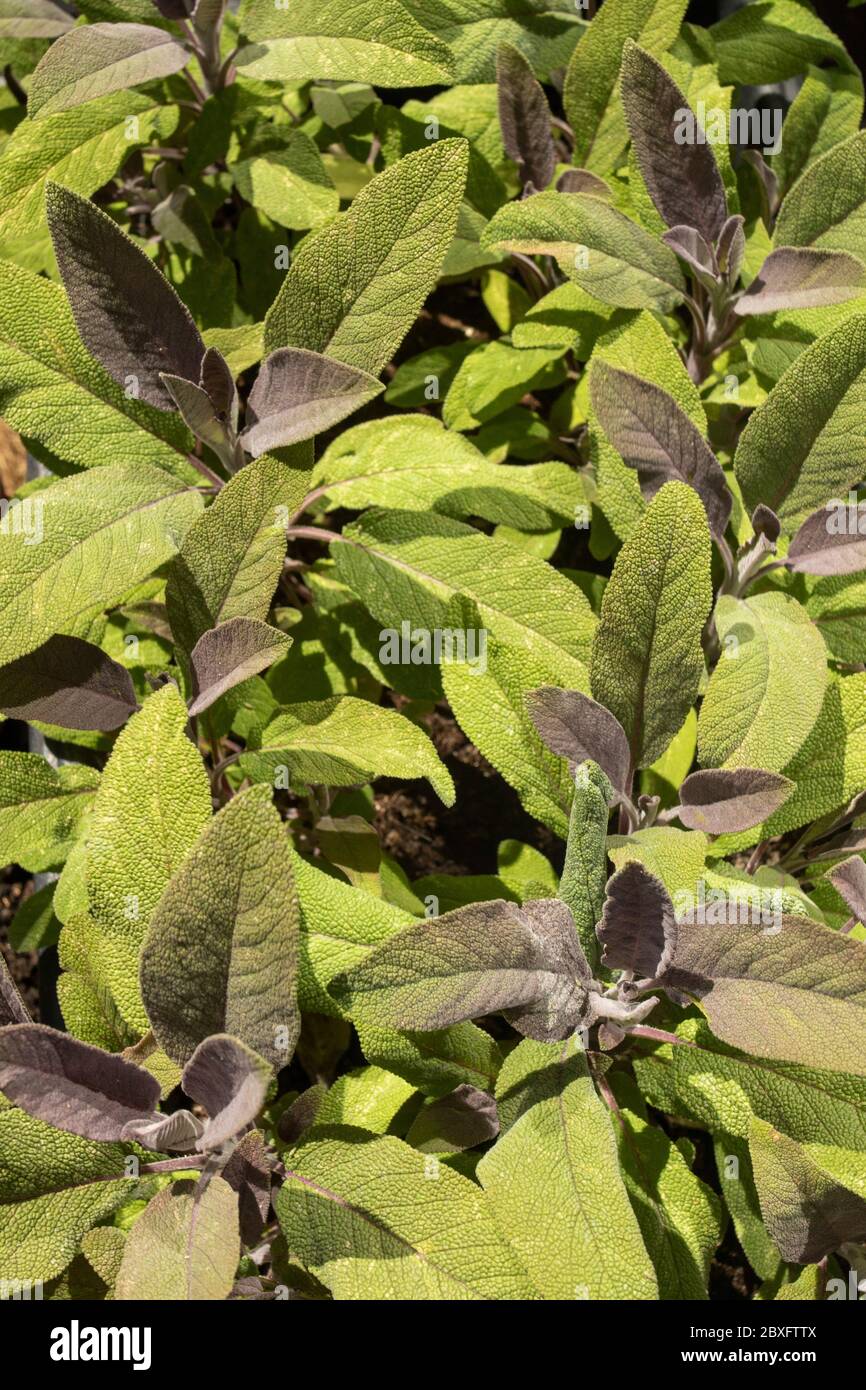 Fresh Sage (culinary herb) growing in a London urban garden, England