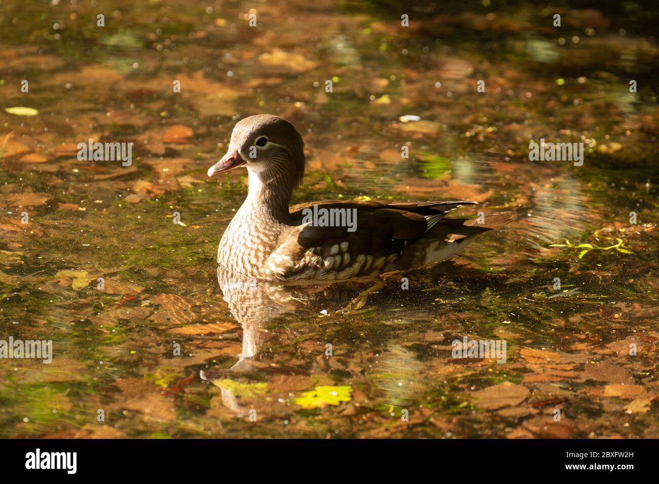 Female Mandarin duck on Keston ponds, Greater London, England, United Kingdom, Europe Stock Photo