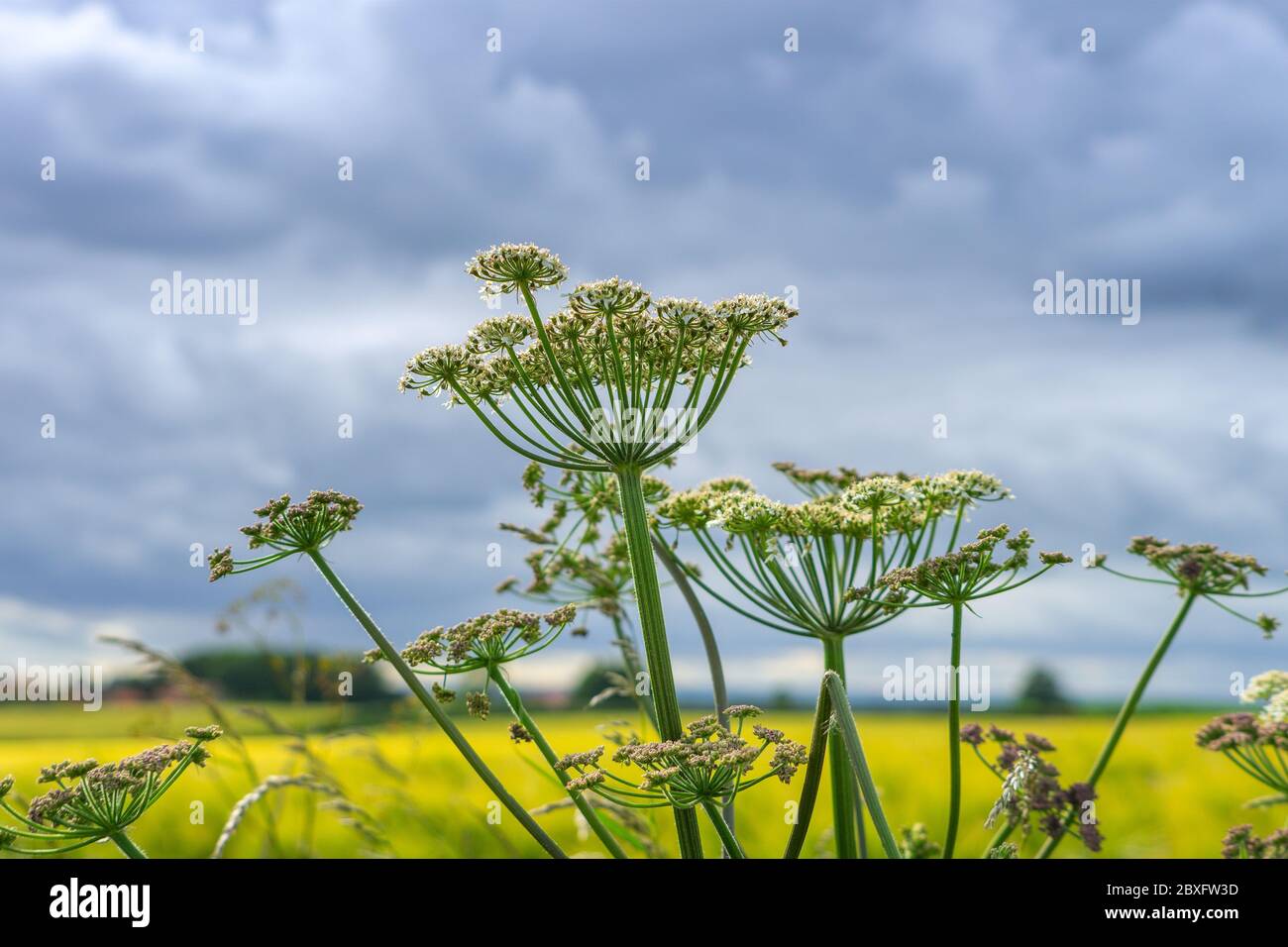 Cow Parsnip or Hogweed on aagainst a cloudy blue sky. It is a herbaceous perennial or biennial plant, in the umbelliferous family Apiaceae that includ Stock Photo