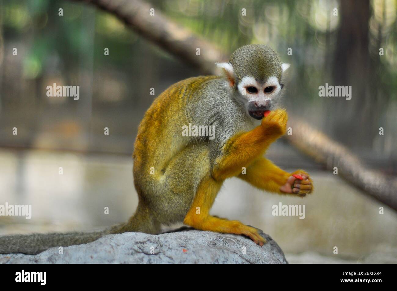 The squirrel monkeys are the New World monkeys of the genus Saimiri. Stock Photo