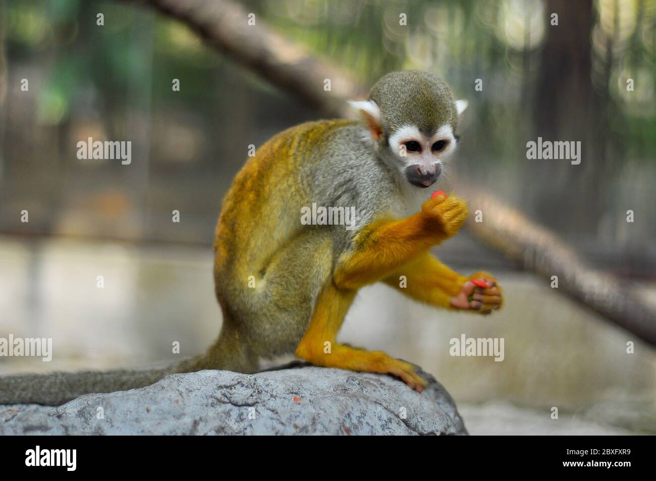 The squirrel monkeys are the New World monkeys of the genus Saimiri. Stock Photo