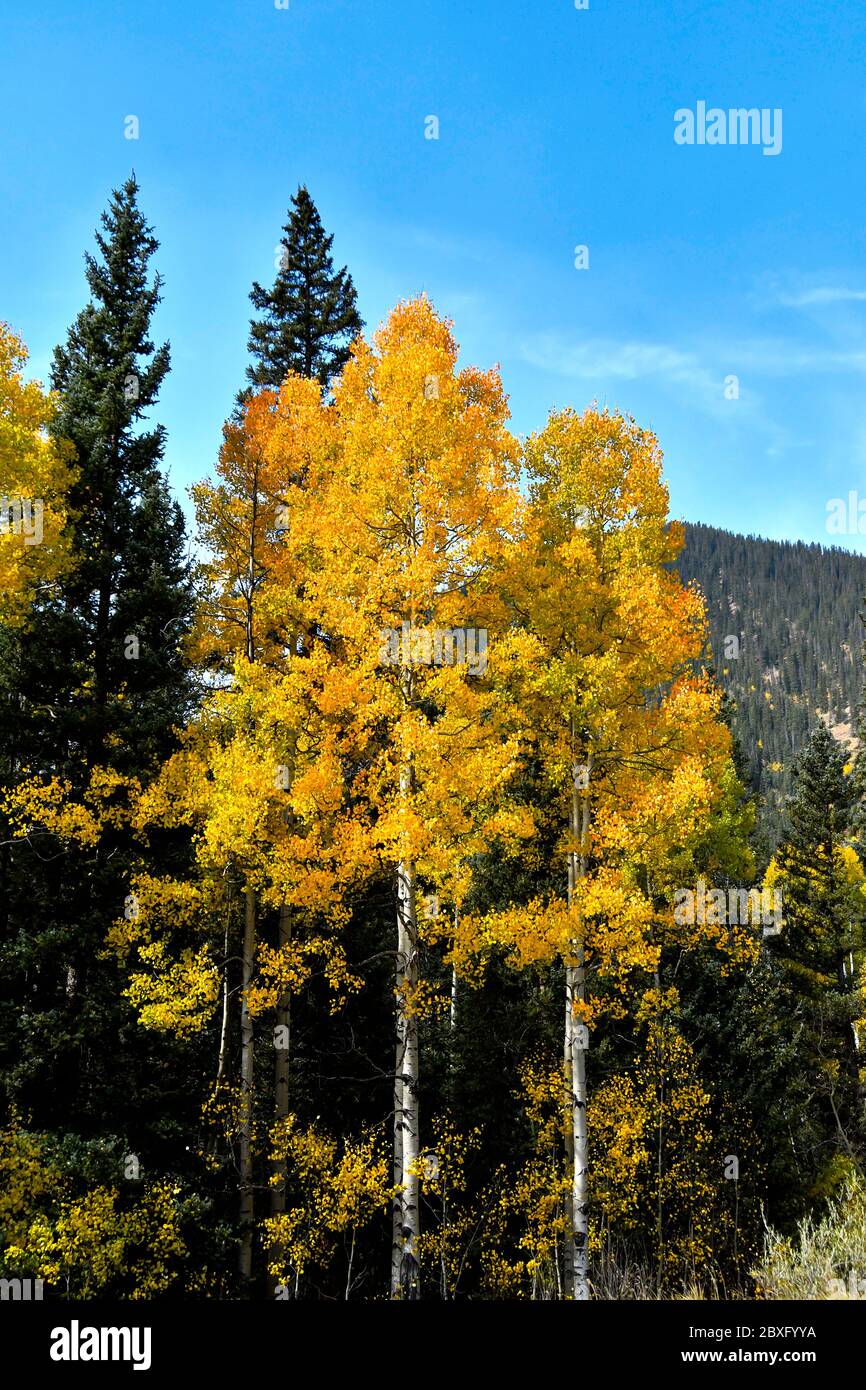 Fall colors on the San Juan Skyway, Colorado Stock Photo