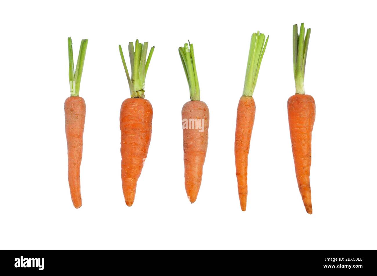 Karotte Roots The immature roots of the carrot plant on white background Stock Photo ...