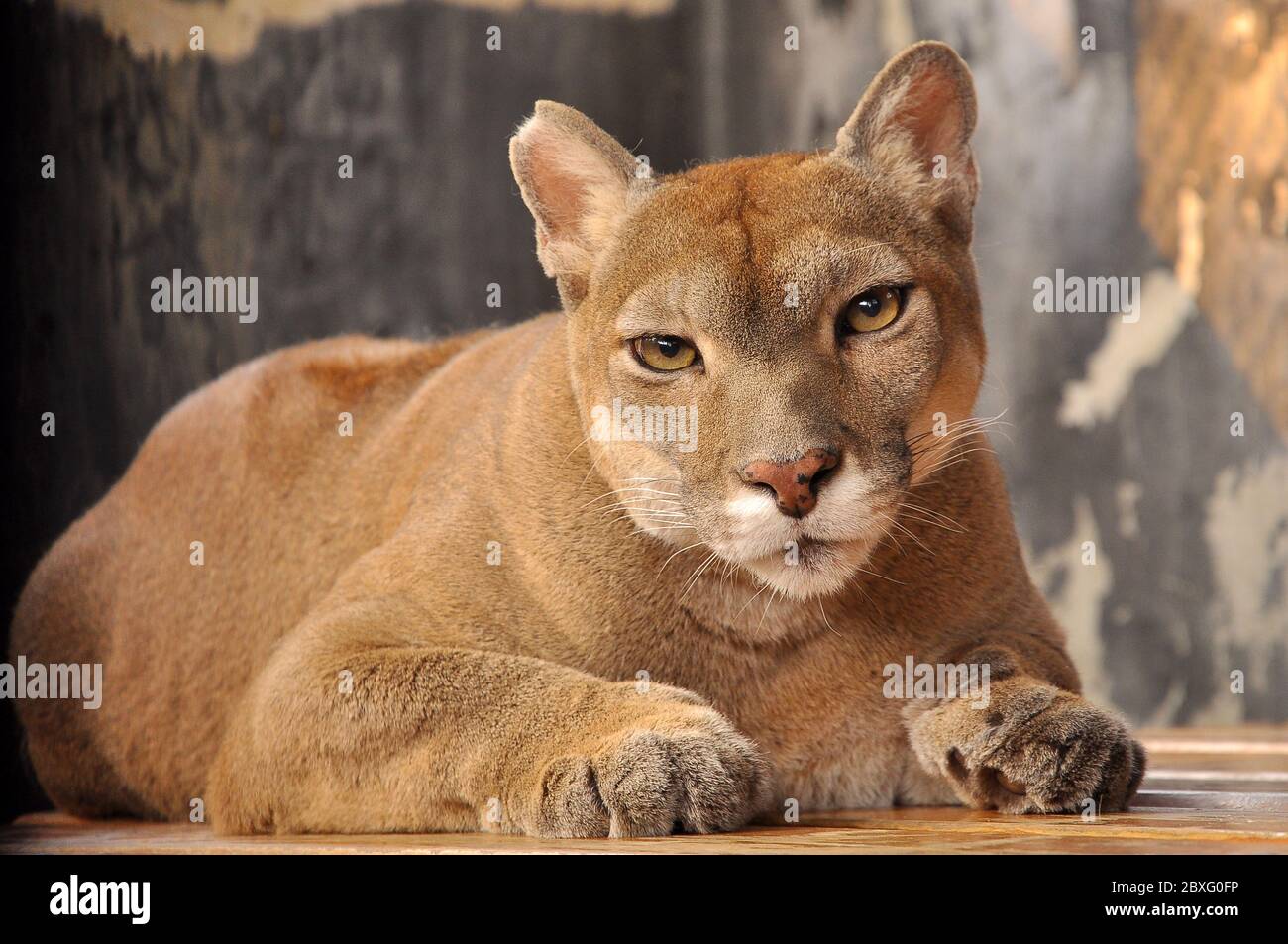 Male puma hi res stock photography and images Alamy